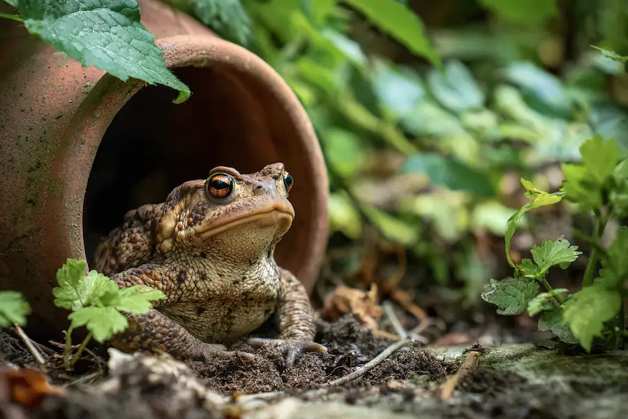 abri pour crapauds habitat naturel du jardin