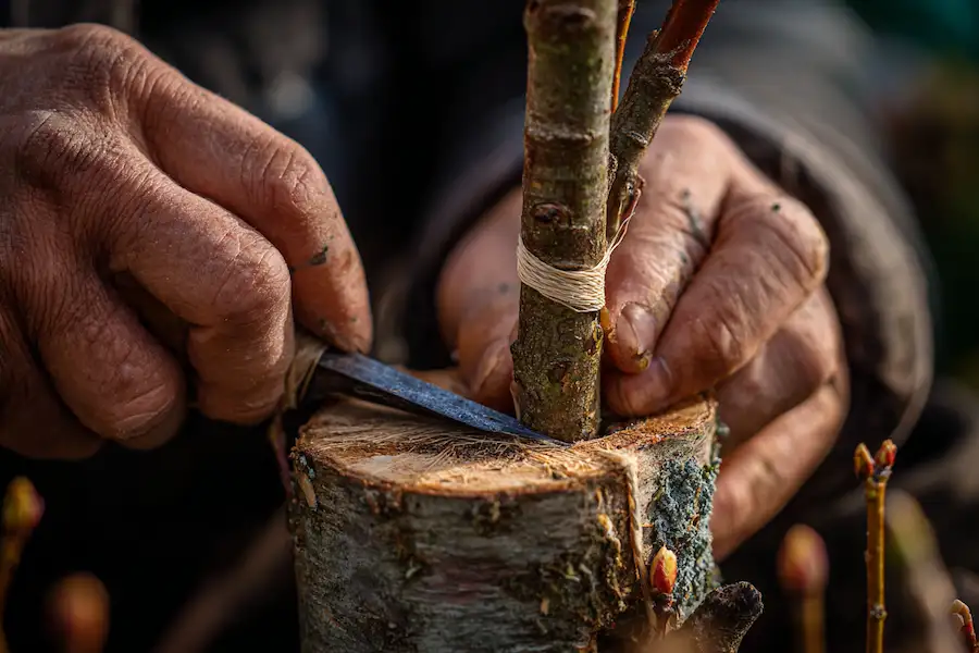 tree grafting process cambium alignment