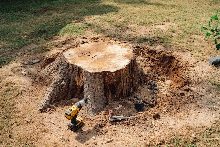 tree stump removal controlled burn method