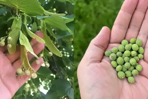 How to Turn Wild Linden Seeds into Homemade Chocolate