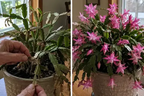 Don’t Ignore Your Christmas Cactus in August: 5 Essential Tasks for Better Holiday Blooms