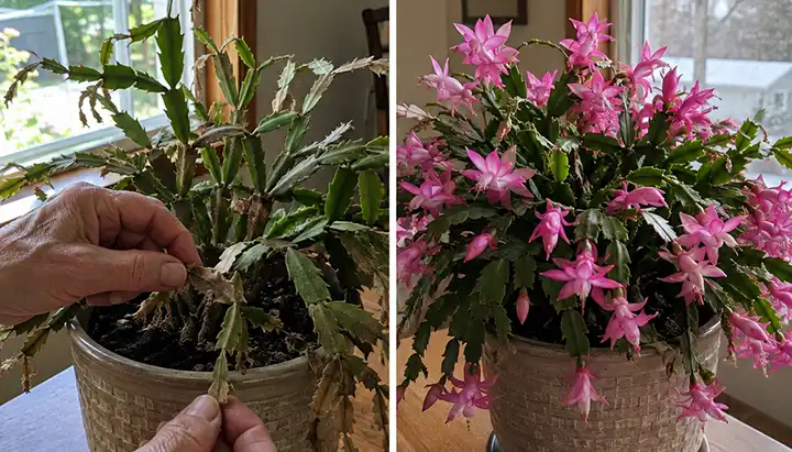 share cactus