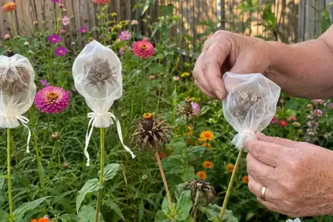 August Is Seed-Saving Season: Collect These 10 Flower Seeds Now for Free Plants Next Year
