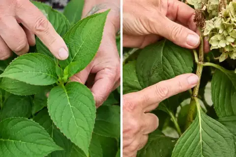 Don’t Ignore Your Hydrangeas in August: 5 Essential Tasks for Bigger Blooms Next Year