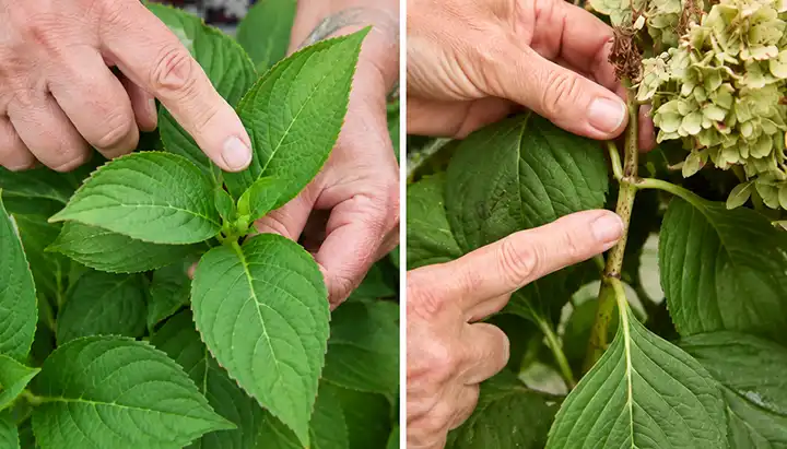 share hy