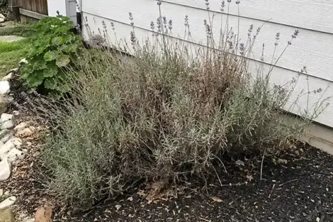 Is Your Lavender Looking Dry and Weak? Here’s What’s Really Wrong and How to Bring It Back