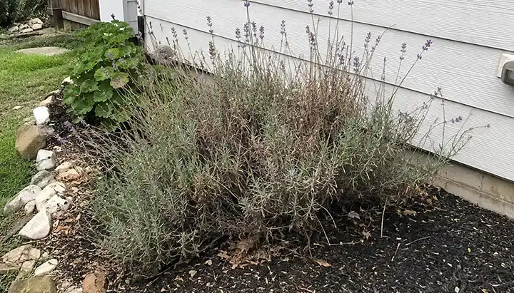 share lavanda