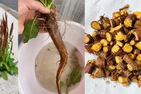Curled Dock: The Traditional Power of the Yellow Root