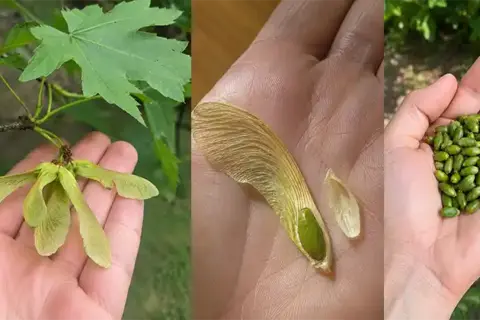 The Surprising Power of Maple Seeds