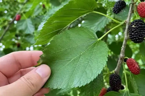 The Complete Guide to Foraging, Preparing, and Using Mulberry Leaves