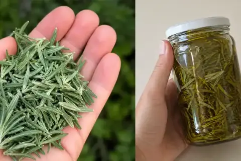 The Hidden Power of Lavender Leaves: How to Use Them at Home