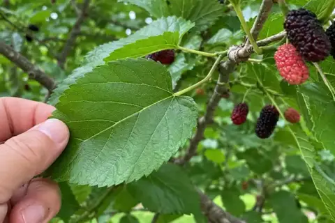 The Hidden Power of Mulberry Leaves